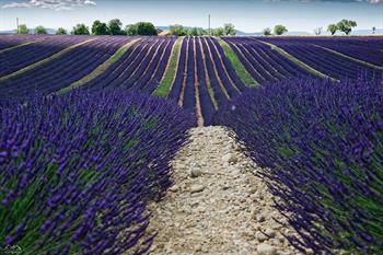 provence_D8B6302 _